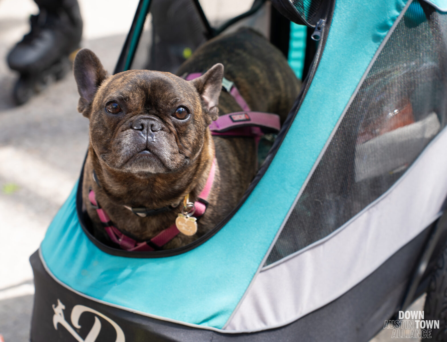dog at art and parks tour in stroller