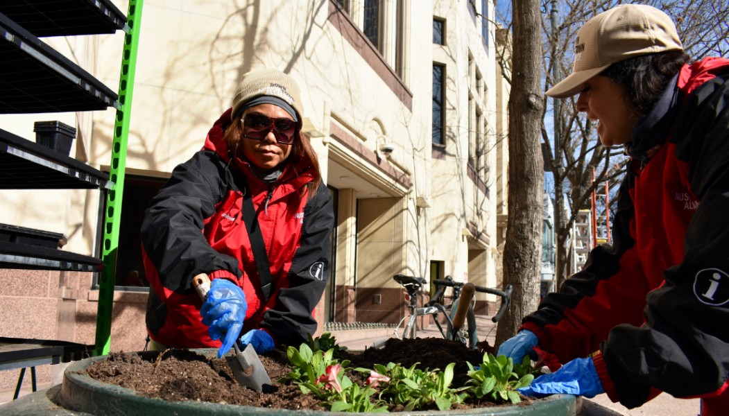 downtown ambassadors funded by the downtown austin alliance working on planting new flowers in the congress avemue planters to beautify the street